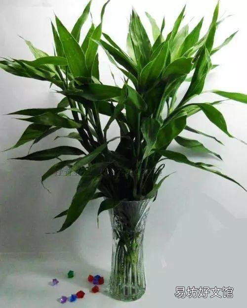 养什么花好，这3种花既好养花期又长