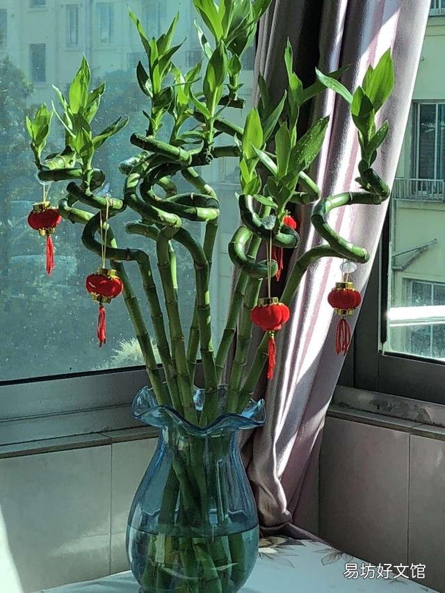 养什么花好，这3种花既好养花期又长