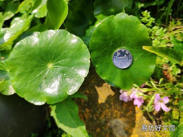 养什么花好，这3种花既好养花期又长
