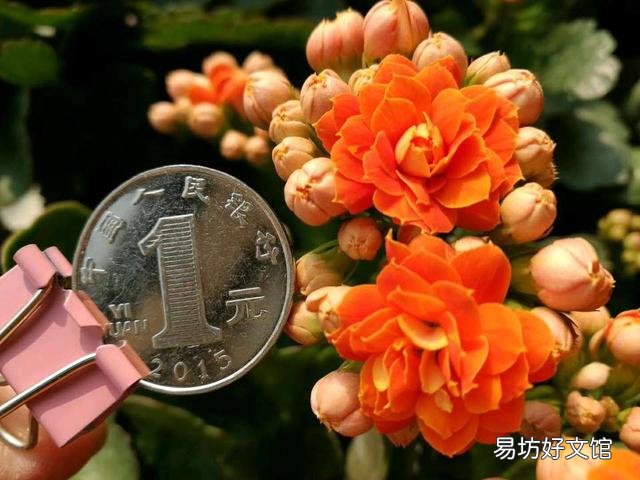 养什么花好，这3种花既好养花期又长