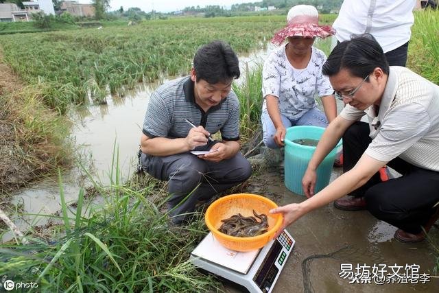 泥鳅苗养殖技术步骤 养殖泥鳅需要什么条件