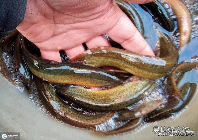 泥鳅苗养殖技术步骤 养殖泥鳅需要什么条件
