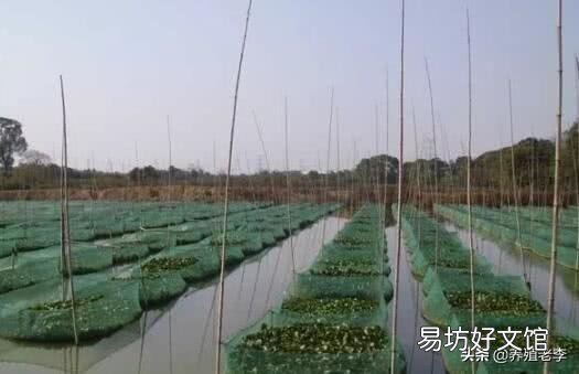 泥鳅苗养殖技术步骤 养殖泥鳅需要什么条件