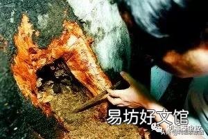 消灭白蚁简单有效方法,找出家里突然出现白蚁的原因