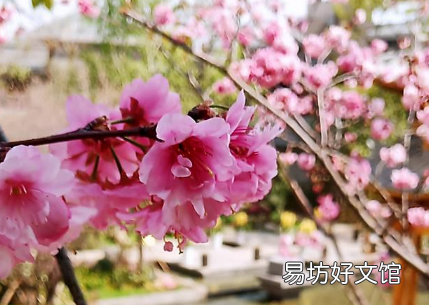 在中国到哪里去看樱花 2022看樱花不露脸怎么拍照