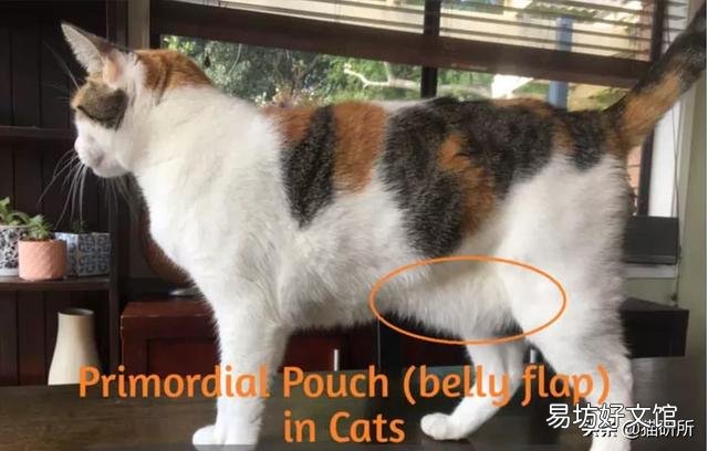 母猫绝育伤口正常图(母猫绝育伤口愈合图片)