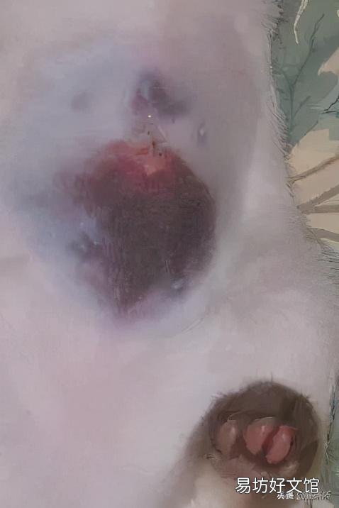 母猫绝育伤口正常图(母猫绝育伤口愈合图片)
