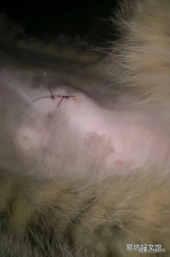 母猫绝育伤口正常图(母猫绝育伤口愈合图片)
