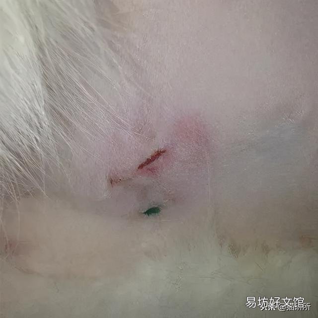 母猫绝育伤口正常图(母猫绝育伤口愈合图片)