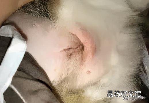母猫绝育伤口正常图(母猫绝育伤口愈合图片)