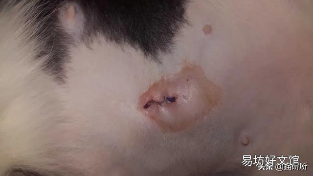 母猫绝育伤口正常图(母猫绝育伤口愈合图片)