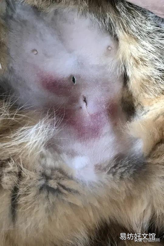 母猫绝育伤口正常图(母猫绝育伤口愈合图片)