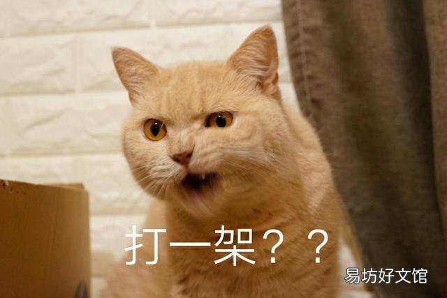 猫咪打架(猫咪打架怎么办)