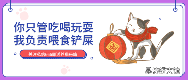 猫咪打架(猫咪打架怎么办)