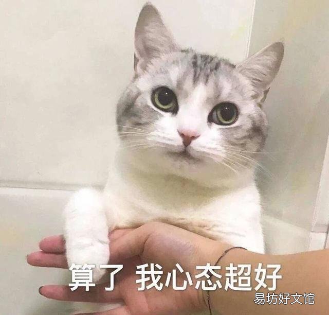 猫咪打架(猫咪打架怎么办)