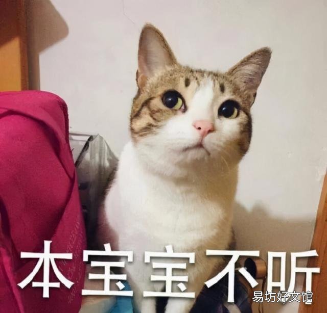 猫咪打架(猫咪打架怎么办)