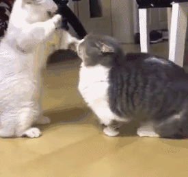 猫咪打架(猫咪打架怎么办)