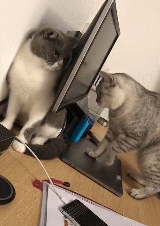 猫咪打架(猫咪打架怎么办)