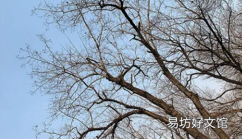 情人节送树枝什么梗(近期当女生在网上搜情人节送什么给男朋友时,发现系统一直在推送情人节送树枝或木棍,这到底是什么梗呢?其