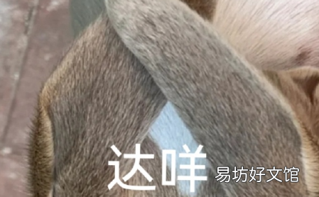 达咩达咩达咩哟是什么歌 达咩是什么意思梗