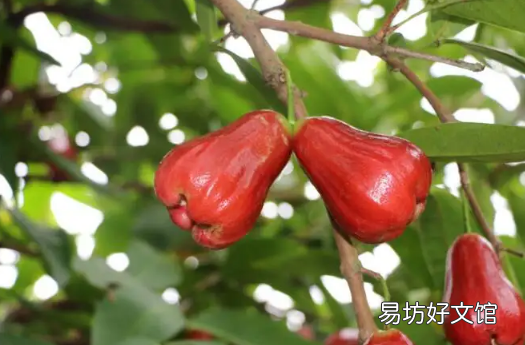 减肥吃莲雾要注意什么 莲雾和苹果哪个热量高
