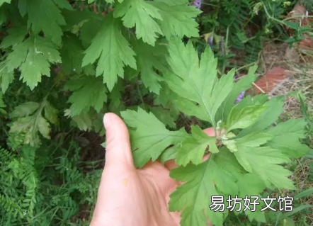 用艾草和菖蒲洗澡有危害吗 2022端午挂的艾草和菖蒲什么时候可以用来洗澡