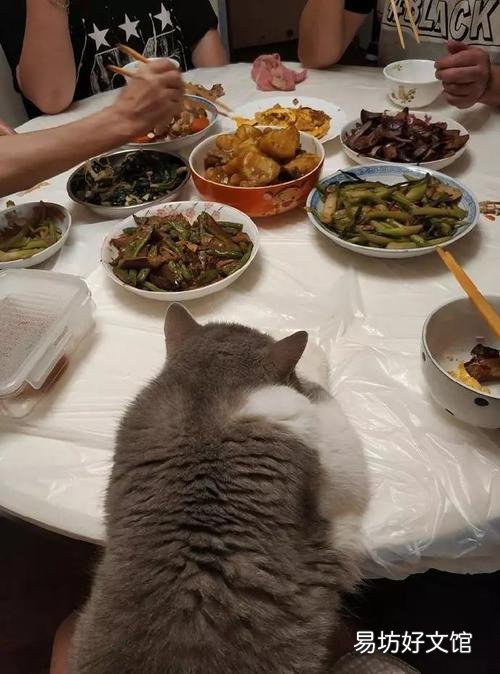 猫咪能吃奶油吗(猫咪能吃奶油么)