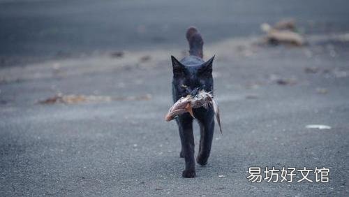 猫咪能吃奶油吗(猫咪能吃奶油么)