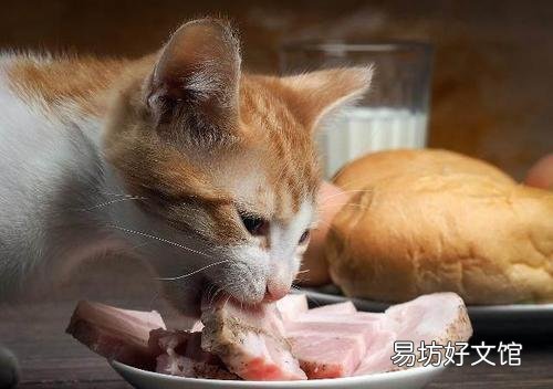 猫咪能吃奶油吗(猫咪能吃奶油么)