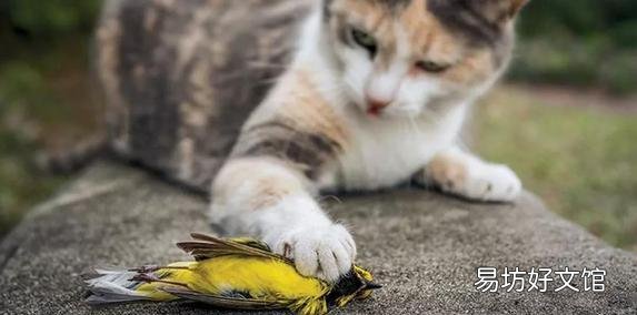 猫咪能吃奶油吗(猫咪能吃奶油么)