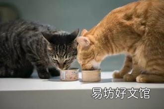 猫咪能吃奶油吗(猫咪能吃奶油么)
