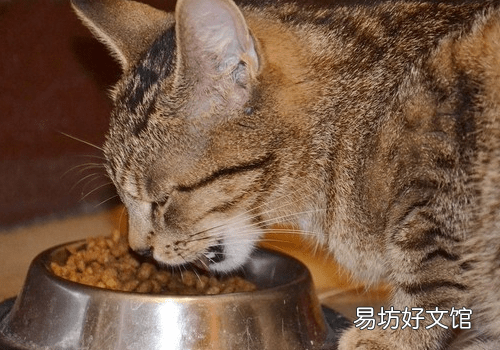 猫粮排名(猫粮排名前十品牌)