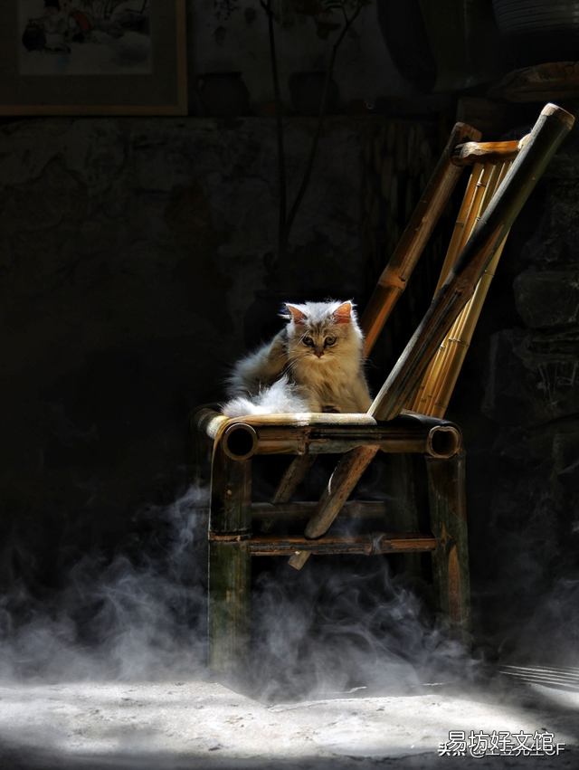 怀孕能养猫吗(刚刚怀孕能养猫吗)
