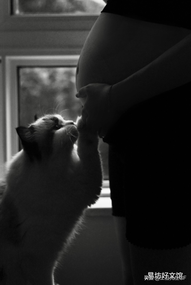 怀孕能养猫吗(刚刚怀孕能养猫吗)