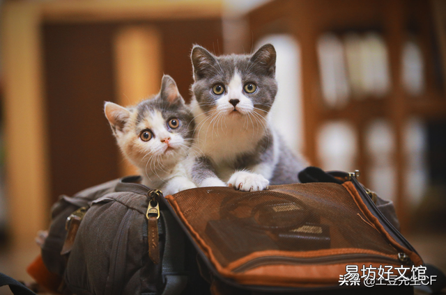 怀孕能养猫吗(刚刚怀孕能养猫吗)