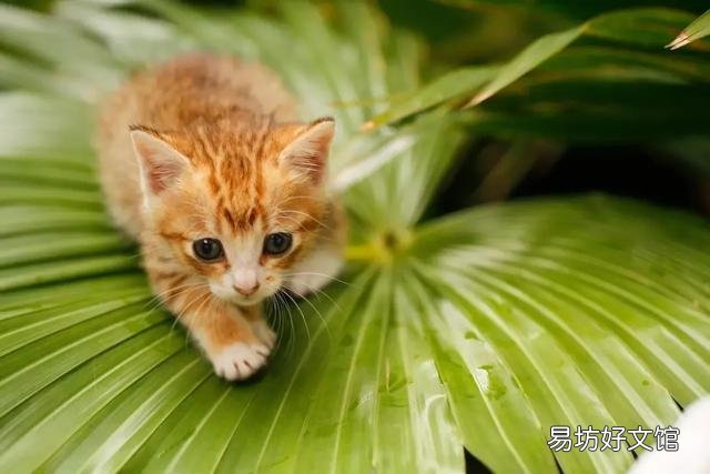新手养猫攻略(最全的新手养猫攻略)