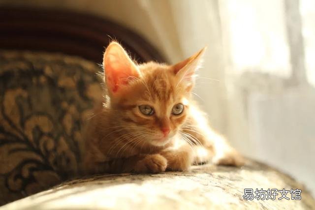 新手养猫攻略(最全的新手养猫攻略)