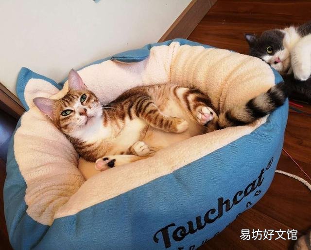 新手养猫攻略(最全的新手养猫攻略)