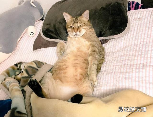 猫咪嗜睡(猫咪嗜睡食欲不振没有精神)