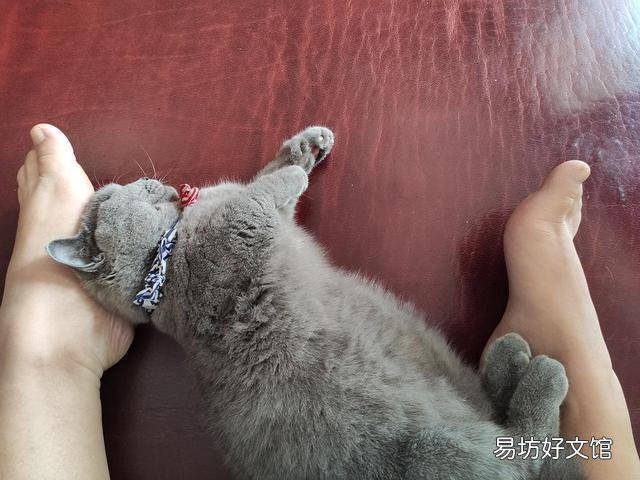 猫咪嗜睡(猫咪嗜睡食欲不振没有精神)