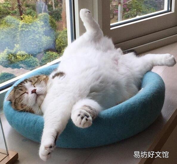 猫咪嗜睡(猫咪嗜睡食欲不振没有精神)