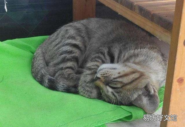 猫咪嗜睡(猫咪嗜睡食欲不振没有精神)
