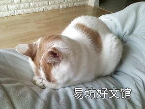 猫咪嗜睡(猫咪嗜睡食欲不振没有精神)