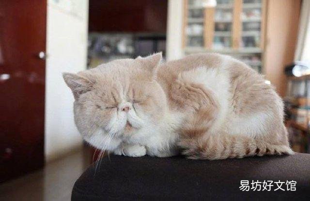 猫咪嗜睡(猫咪嗜睡食欲不振没有精神)