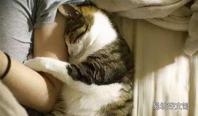 猫咪嗜睡(猫咪嗜睡食欲不振没有精神)