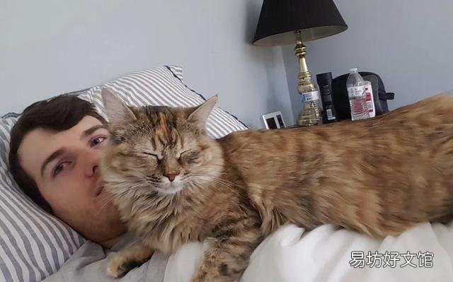 猫咪嗜睡(猫咪嗜睡食欲不振没有精神)