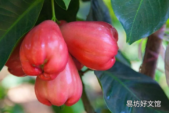 晚上能吃莲雾吗 莲雾和青枣哪个好吃