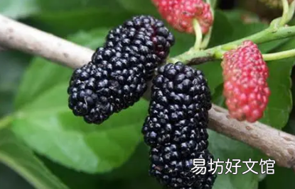 桑葚发霉吃了要紧吗 桑葚有点霉变还能吃吗