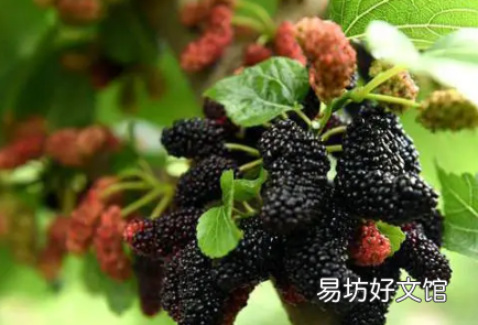 桑葚发霉吃了要紧吗 桑葚有点霉变还能吃吗