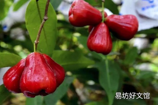 莲雾的吃法 莲雾一次性吃多了有什么不好